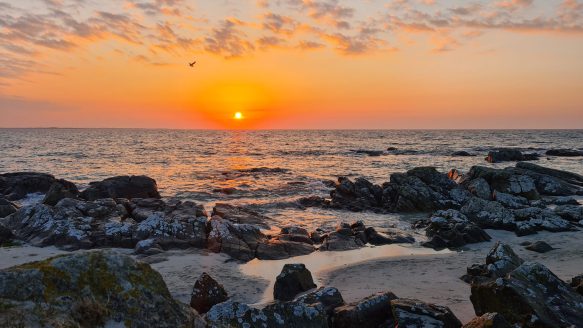 {{brizy_dc_image_alt imageSrc=