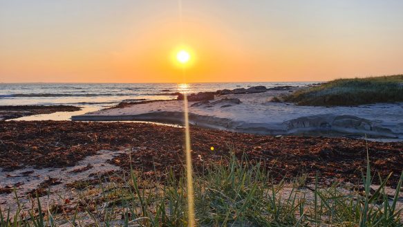 {{brizy_dc_image_alt imageSrc=